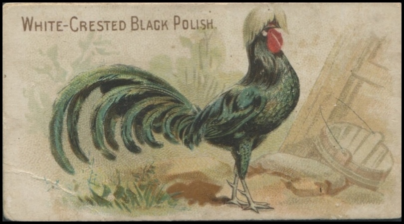 White Crested Black Polish